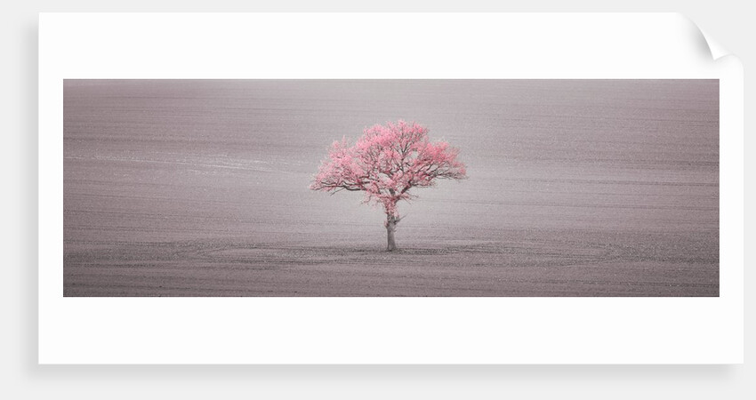 Single tree in foggy field by Assaf Frank